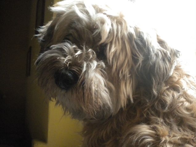 buona serata agli amici di petpassion ;) 