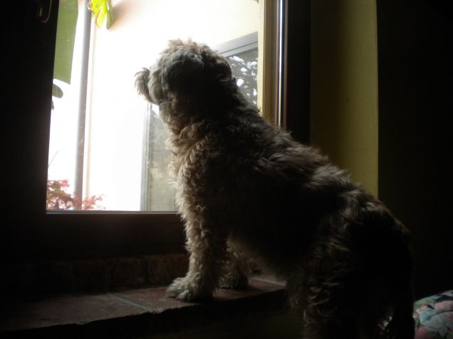 mamy vieni alla finestra...ci sono gli uccellini!!!