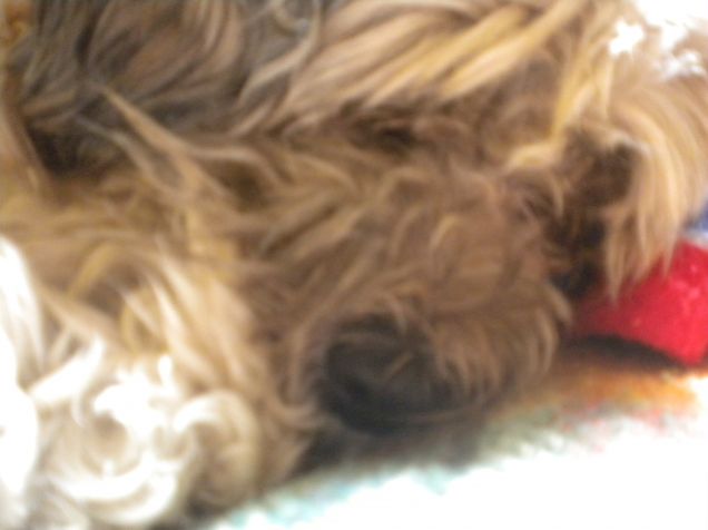 la bella addormentata..sul divano!