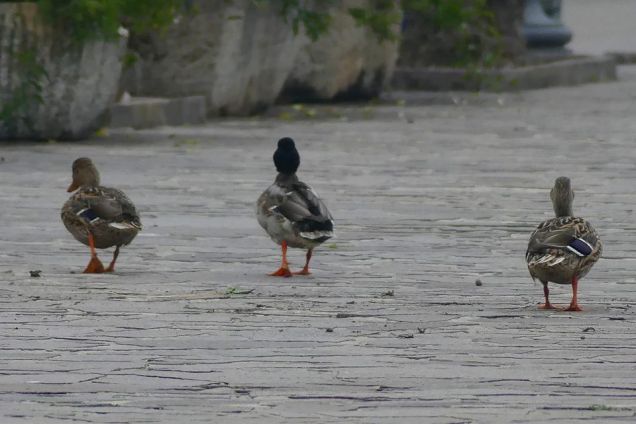 andiamo a comandare!