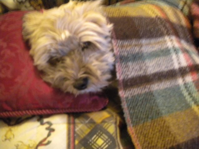 fa freddo oggi brrrrrr