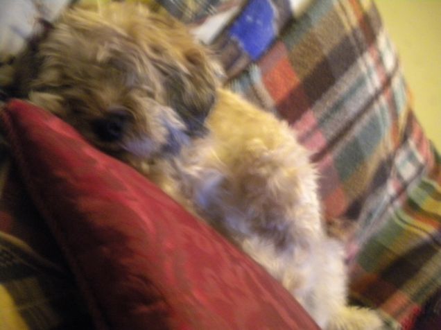 niente...oggi e'incollata al divano