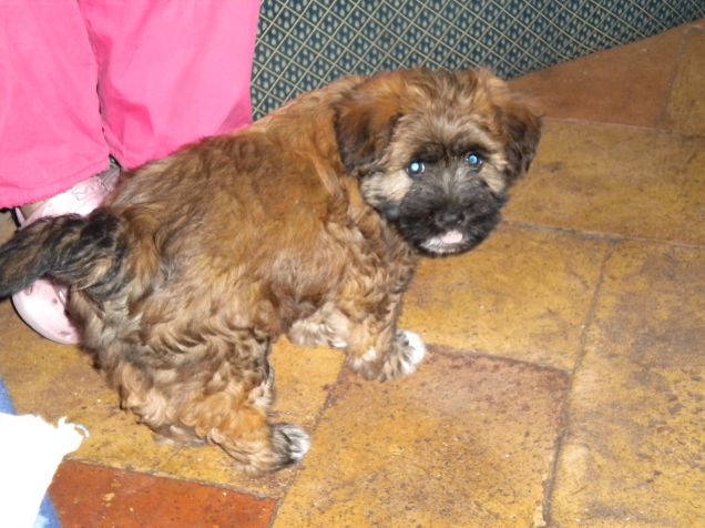 pernacchietta prrrrr