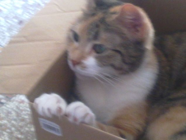 Molly in scatola!! ^_^