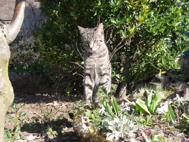 Leo curiosa nel giardino!