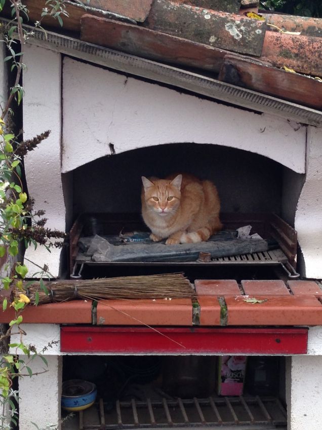 e' talmente goloso che....aspetta in anteprima l'arrivo di bistecche!