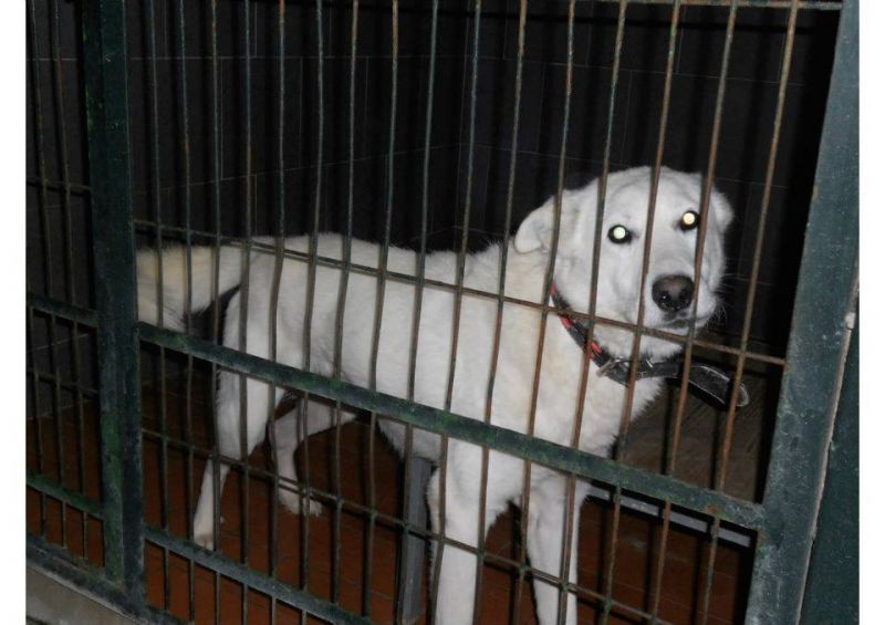 Giotto.. abbandonato alla morte cerca casa