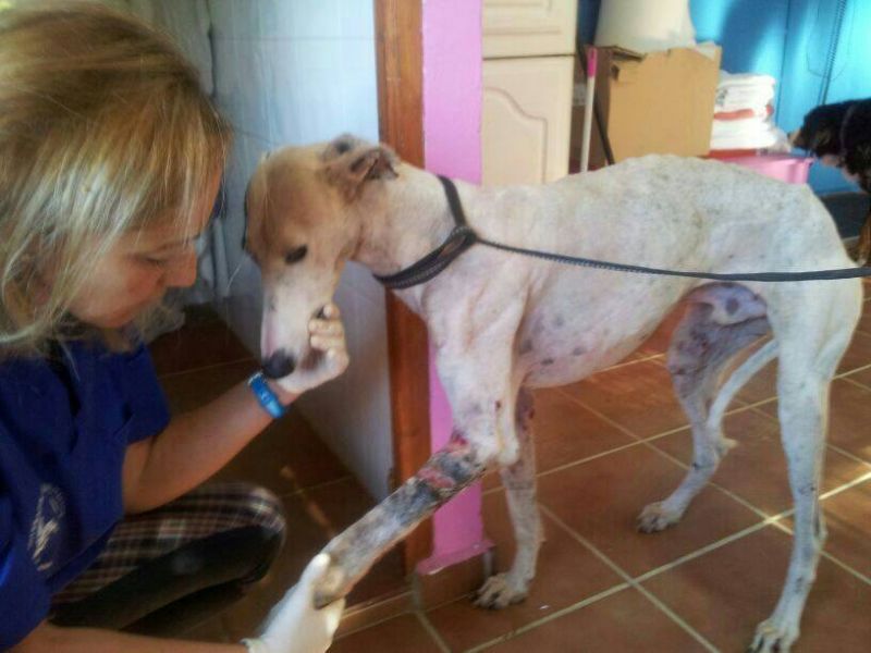 IRON VITTIMA DI INCURIE