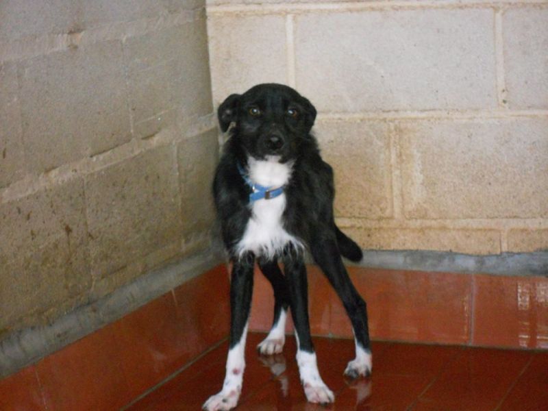 Moky.. nessuna richiesta per lui. morirà.