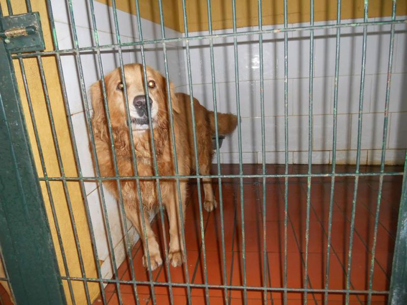 ORO GOLDEN RETRIVER A RISCHIO SOPPRESSIONE