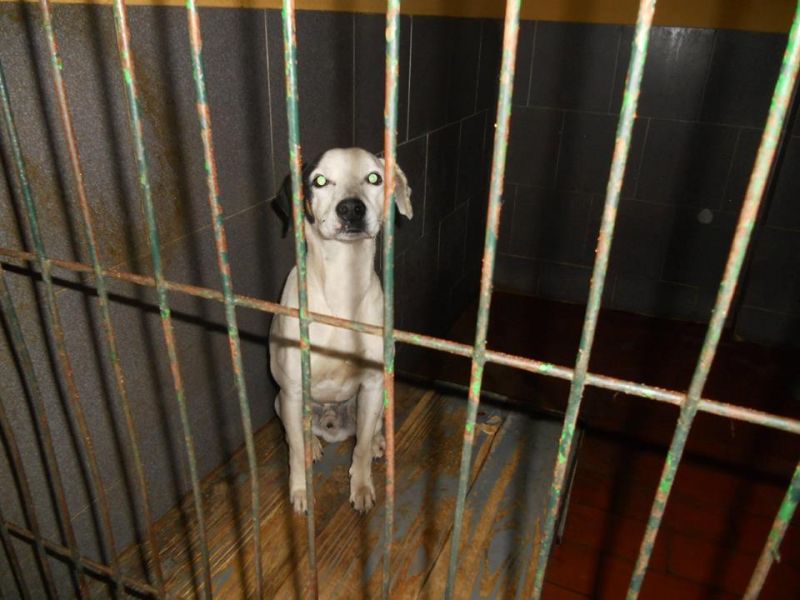 YAGO BELLISSIMO METICCIO A RISCHIO SOPPRESSIONE