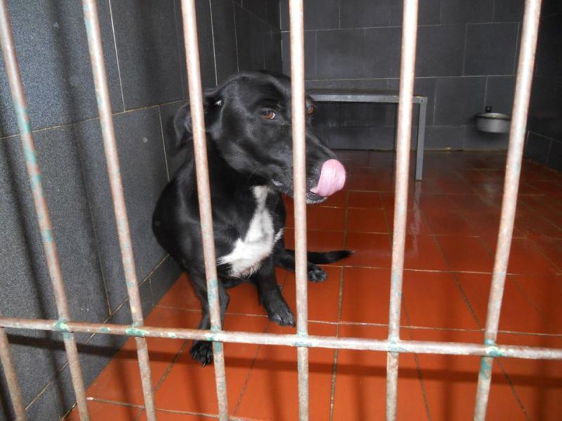 FELICITY DALLA PERRERA DI SIVIGLIA.. MORIRA'!