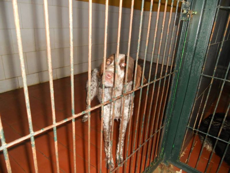 LUNA METICCIA DI 2 ANNI A RISCHIO SOPPRESSIONE