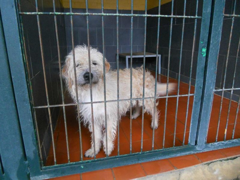 FAIRY DOLCE METICCIO DI TRE ANNI NON HA MAI CONOSCIUTO LA VITA