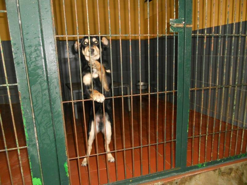 JACK PICCOLO METICCIO MORIRA' IN PERRERA