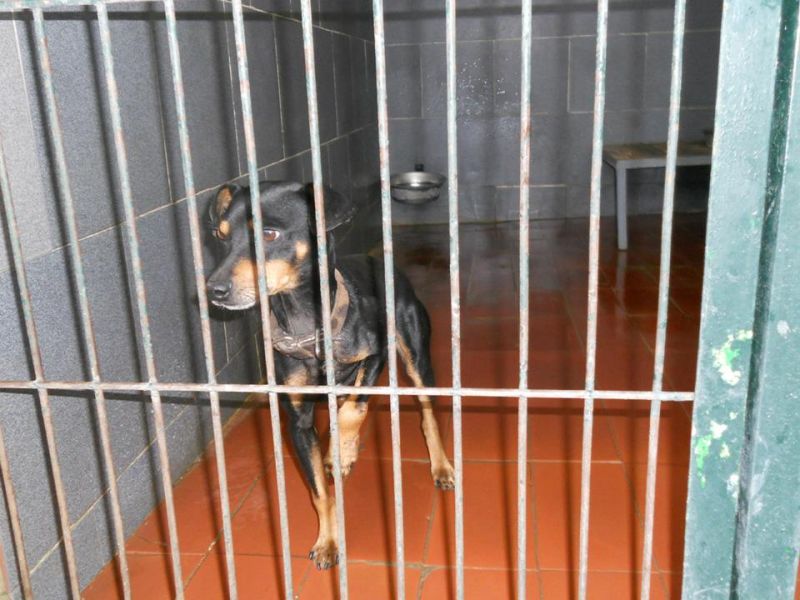 JERRY PICCOLO METICCIO ABBANDONATO ALLA MORTE