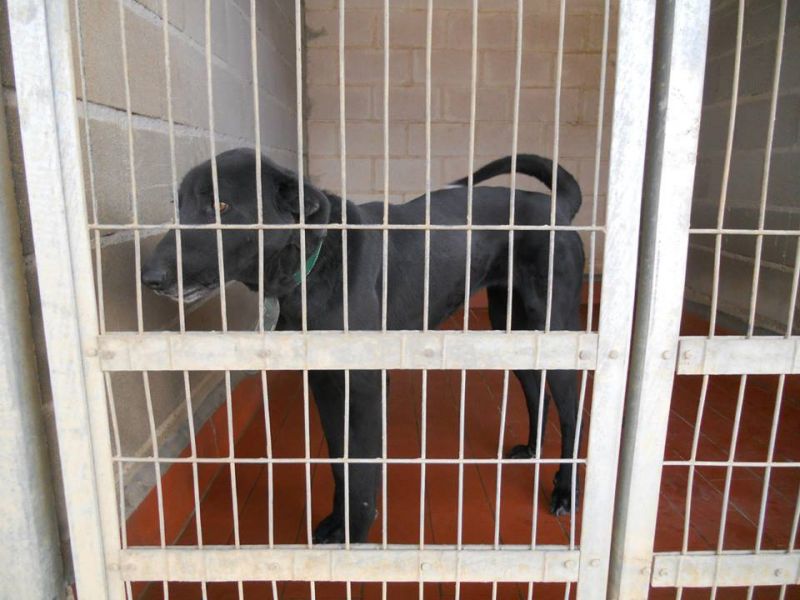 carla dolce meticcia di tre anni rischia la morte