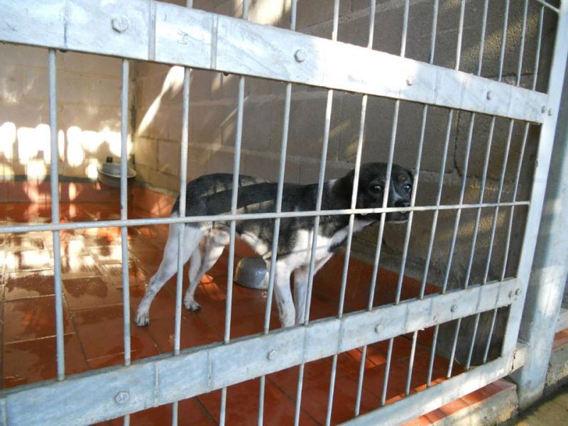 zidi meticcio di un anno morirà!