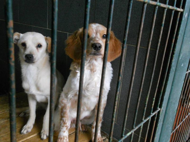 bunny bellissimo meticcio di un anno, nessuna richiesta per lui