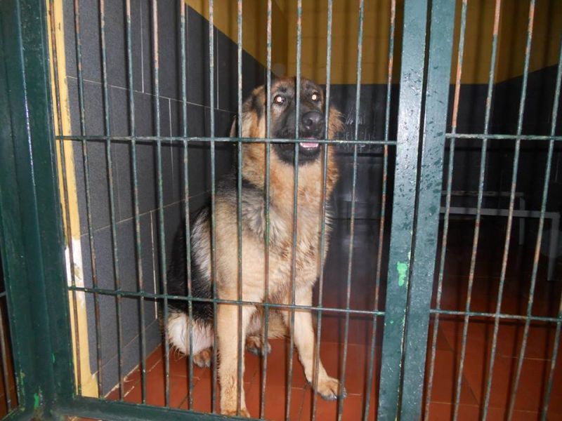 Maia pastore tedesco rischia la morte