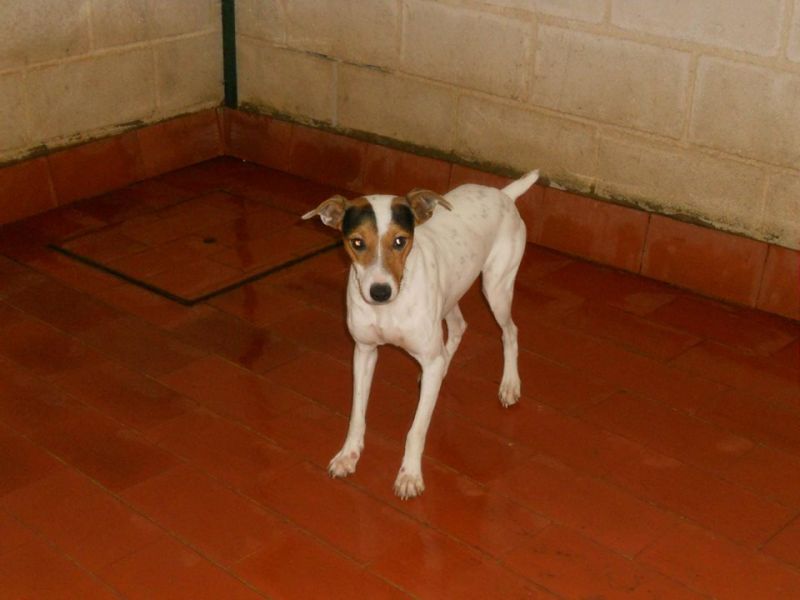 woody bellissimo meticcio morirà in perrera