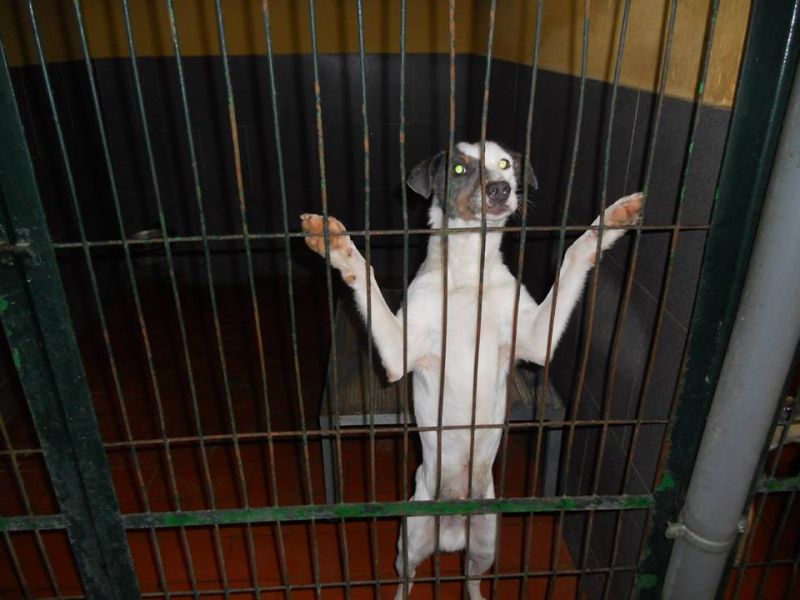 ADAM NESSUNO LO VUOLE, NESSUNO LO VEDE E MORIRA'!