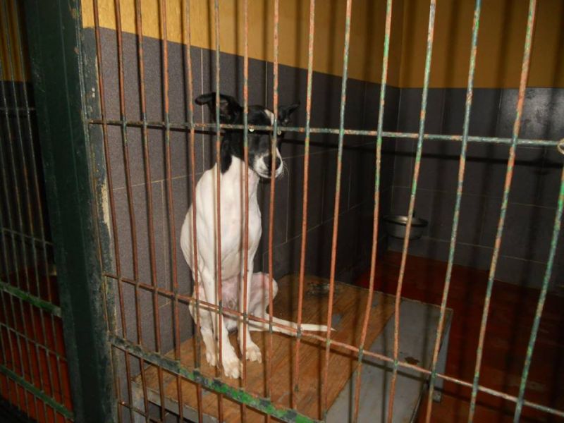 ANGUS MORIRA' IN PERRERA!! NESSUNO LO NOTA.. NESSUNO LO VUOLE