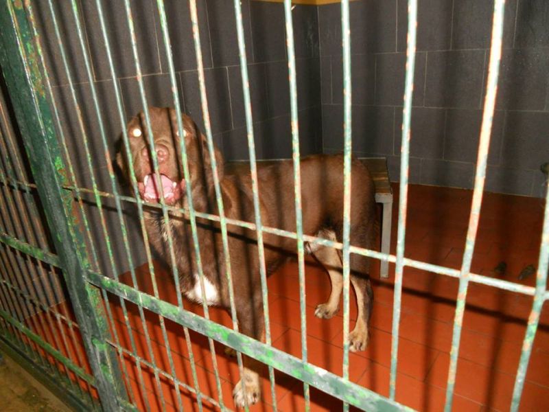 PONGO BELLISSIMO METICCIO MORIRA' DENTRO A QUELLA LURIDA GABBIA