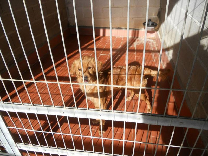 MARLEY METICCIO DI UN ANNO BELLISSIMO MORIRA' IN PERRERA