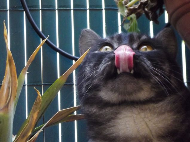 io mi tocco il naso con la lingua e voi no!