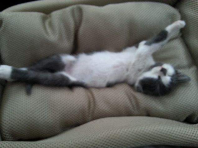 leo appena svegliato 