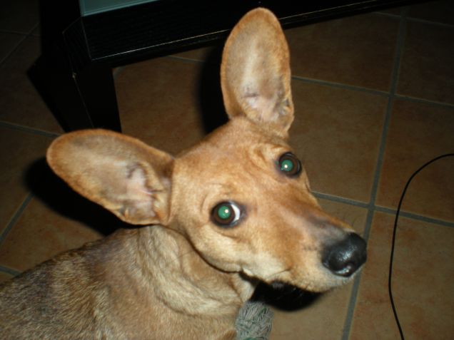 milù... molto più di un'amica!