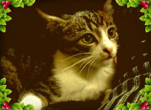 Auguri amici a due zampe