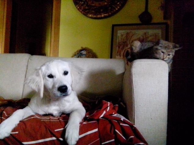 Amici per la pelle.....e per divano! =)