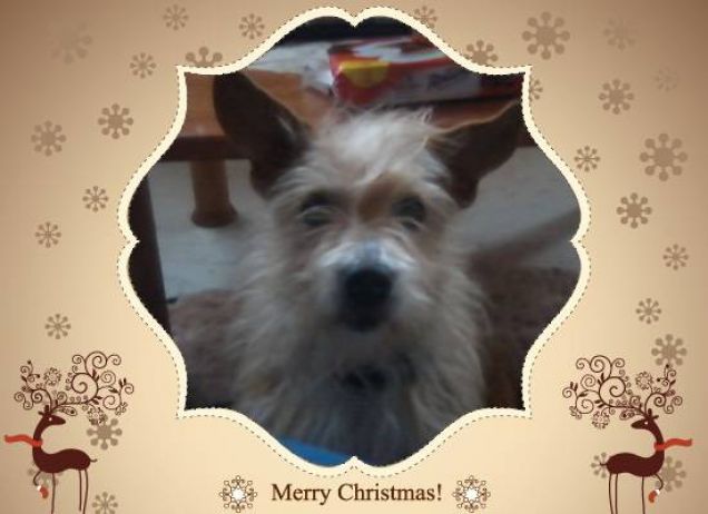 Merry Christmas da LUNA :D