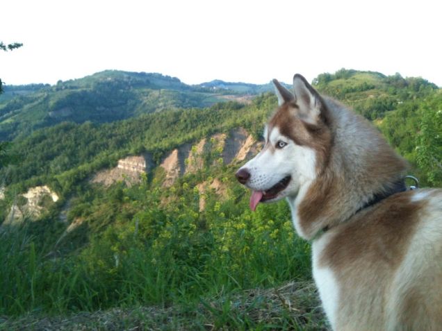 Lilith Siberian Husky