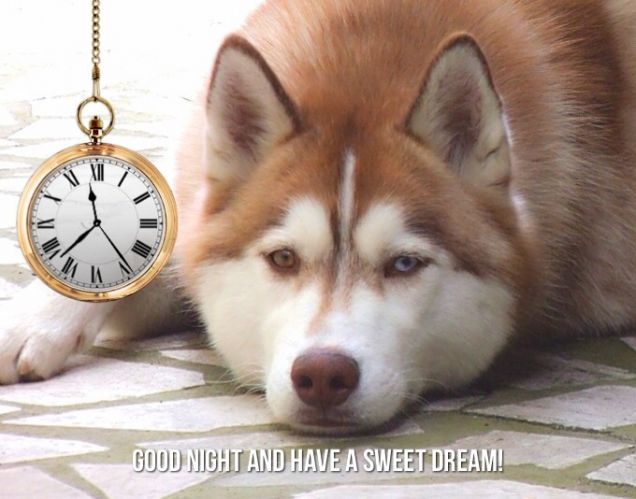 Lilith Siberian Husky