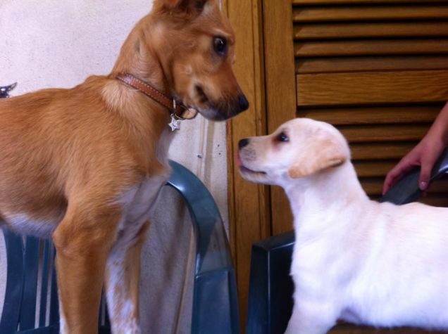 l'amore è una cosa semplice