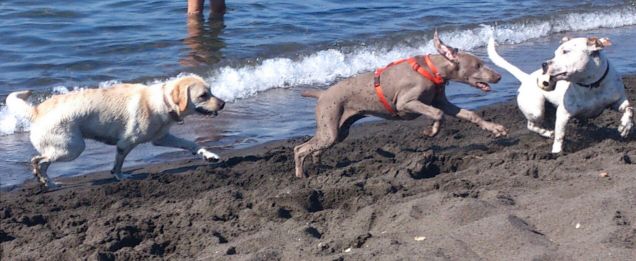 Zelda ed i sui beac boy