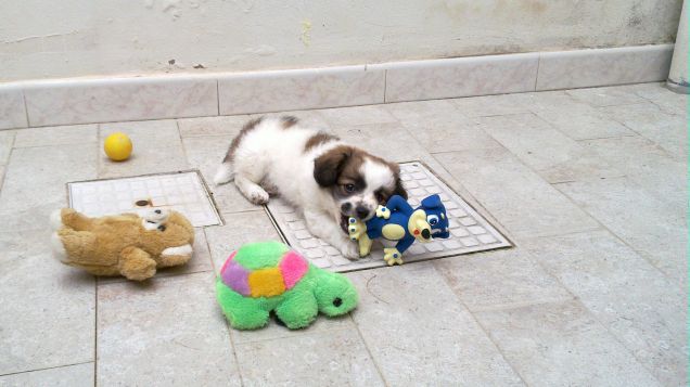 il suo amico preferito e....