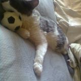 i miei bambini pelosi