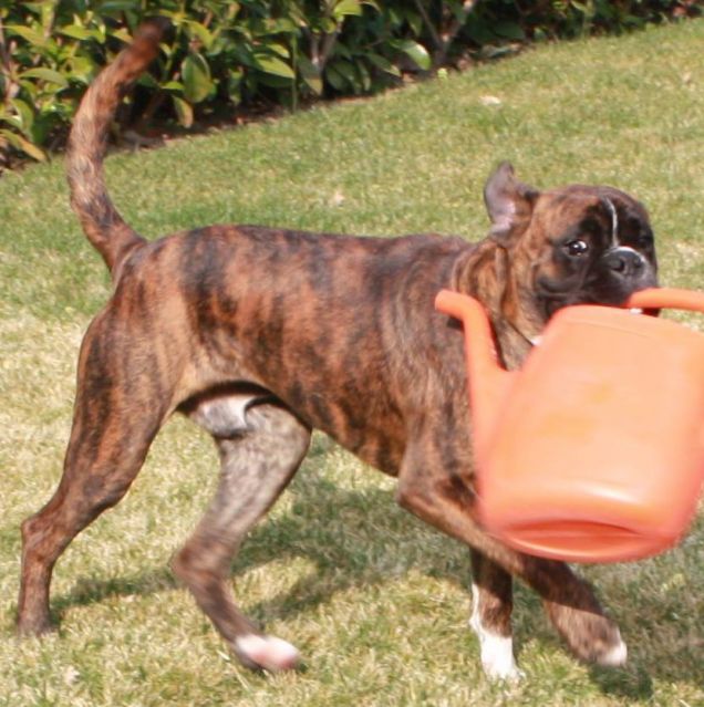 Ercole il giardiniere