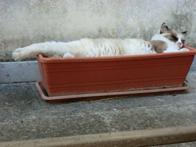 Miu che si riposa sopra i fiori..