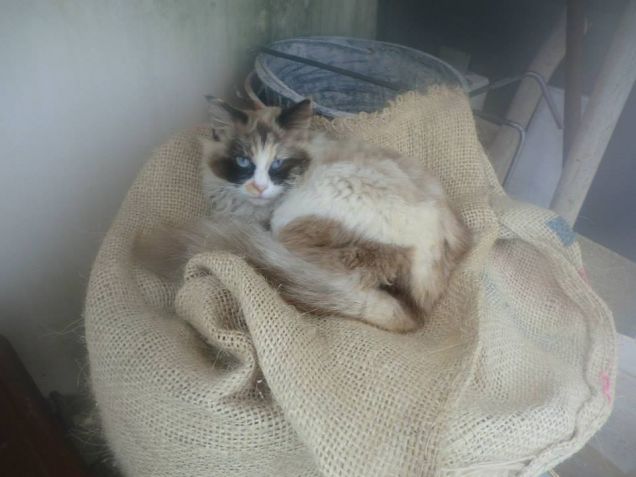 Tutti i luoghi di Miu