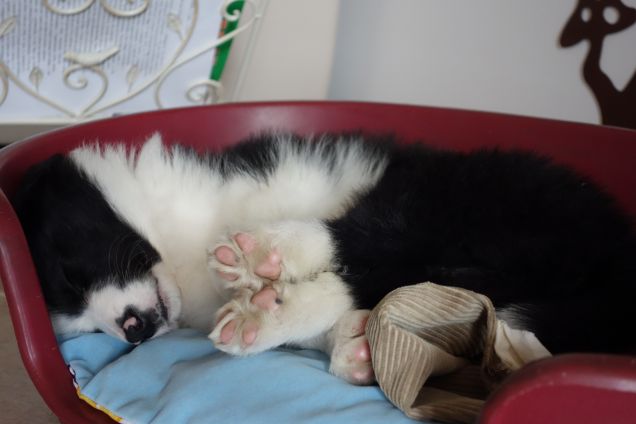 Maya... l'amore di casa! 