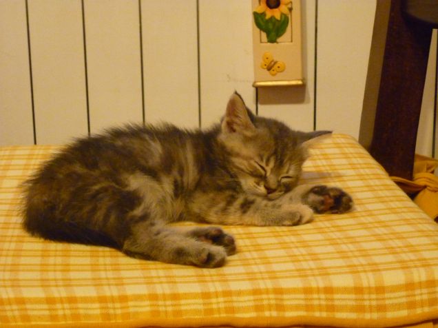 ciucia la prima sera a casa