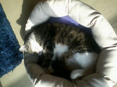 willi