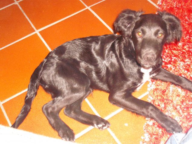 rilassamento di skizzo