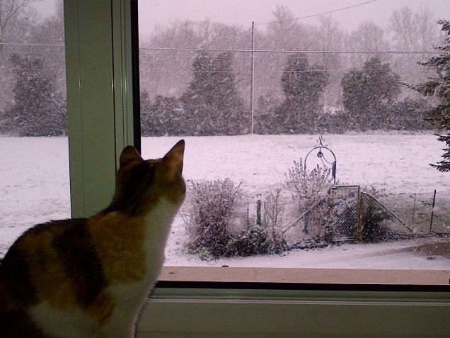 guardando la neve cadere