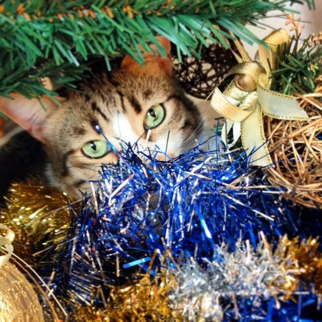 Ercolino sotto l'albero 